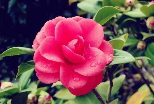 娱乐吃瓜酱山茶花,揭秘山茶花的神秘魅力 第2张 娱乐吃瓜酱山茶花,揭秘山茶花的神秘魅力 第2张